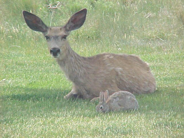 "Grazing Buddies"  North