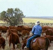 Moving Cattle - Thunder Basin Grasslands, eastern Wyoming