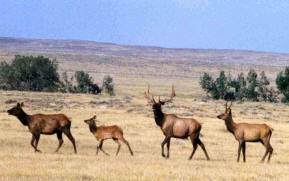 Elk in the Thunder Basin Grasslands, eastern Wyoming